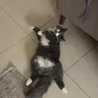 قط للتبن ي يبحث عن بيت دافي يحتويه( تم التبني)