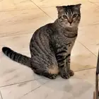 قط اسكوتش