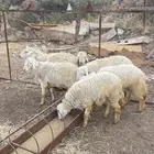 طليان مناسبات كفو