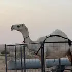 ناقه وضحى