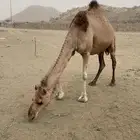نياق مشروطه من جميع العيوب