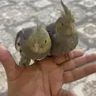 للبيع فروخ كروان نهاية غر اليفات