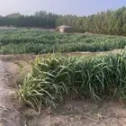 محازم بونكام اسباني هجين درجه اولى لاهل الحلال