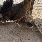 للبيع دجاجه عليها 13   ودجاجه عليها 5