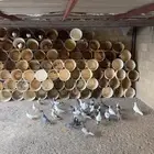 حمام الصحه شرط