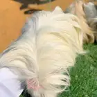 وبر فرنسي طقم