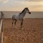 حصان شعبي بطل