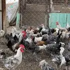 دجاج فيومي