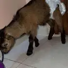 ماعز القزم