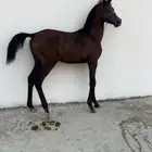 مهر شعبي شيخ