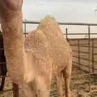 قعود فل للبيع