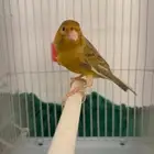 ذكر كناري سوري