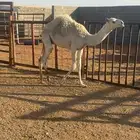 ناقه تحتها قعود مستبركه