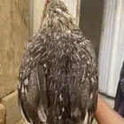 دجاجه مكنتوش بياضه ومنتجه