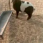 للبيع خروف نعيمي