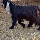 فحل عارضي صنف وعنز تامه وخمس جفار طيبه