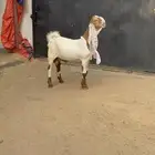 مشروع فحل هولندي