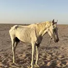 حصان اصفر