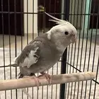 طيور كروان