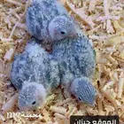 فروخ كنيور اناناس رد فاكتور