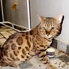 قط بنقالي