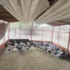 دجاج