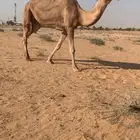 لللبع ابل عددها حول 50مع فحلها