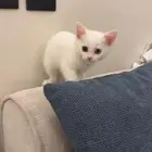 قطط للتبني