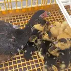 بطه