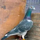 ذكر سباق بطل