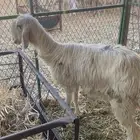 نجديه