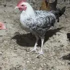 دجاج