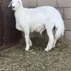 مشروع فحل حري ابو من حلال زياد الحبردي