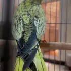 2 كروان أليف ومفطوم شامل القفص