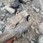 قهد