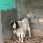 للبيع تيس بارقوت واربع عنق بلديات