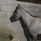 حصان واهو