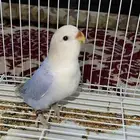 روز هدد