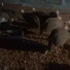 دجاج حبشي
