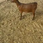 عنز قزميه دافع السن ثنيه