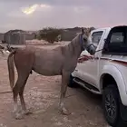 حصان