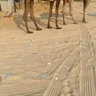 بكره لقيه كفوو