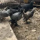 صوص براهما كولمبي