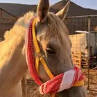 حصان شعبي فاخر