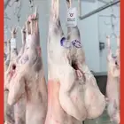 ذبائح نعيمي وتيوس وسواكني وحاشي وعجل