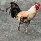 ديك