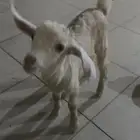 تيس هجن قزمي يصلح لاطفال