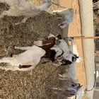 تيوس وجفرات