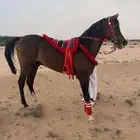 حصان شعبي بطل