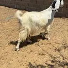 للبيع